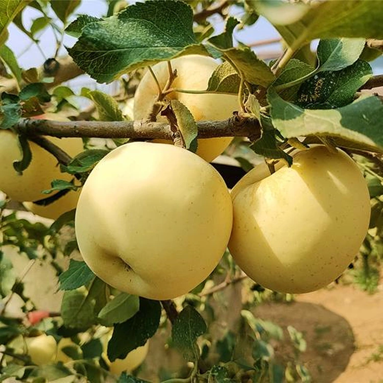 නැවුම් රන්වන් රසවත් ඇපල්