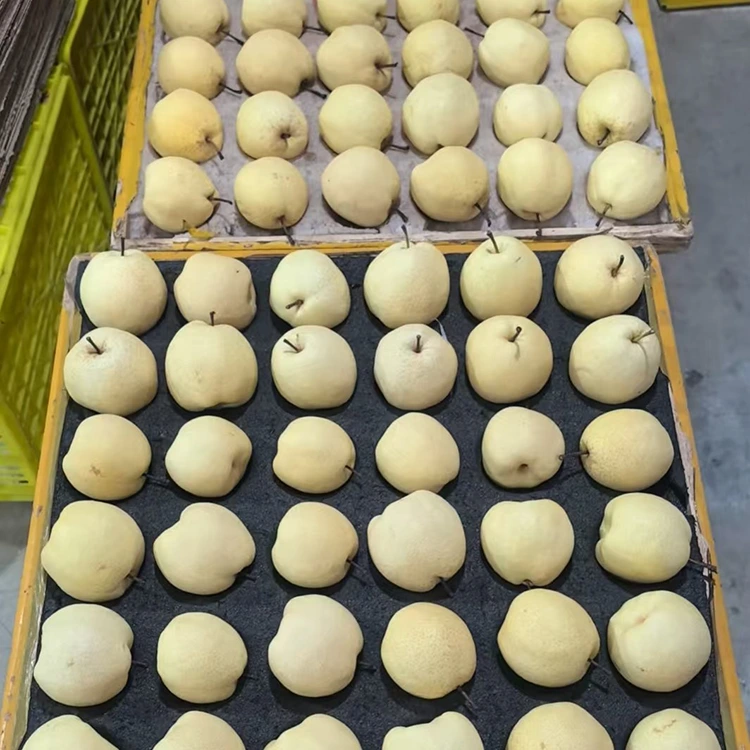 නැවුම්-තෝරාගත් ගොං පෙයාර්ස්