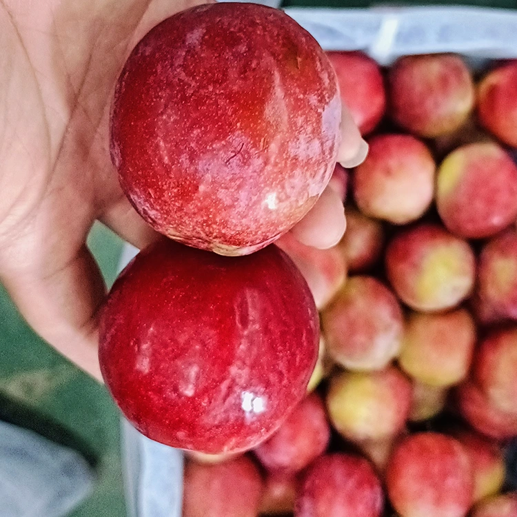 නැවුම් පැණිරස රතු Meiyi Plum
