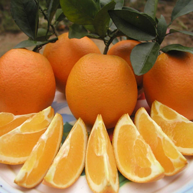 ප්‍රිමියම් නැවුම් ඉස්ම සහිත පැණි දොඩම්