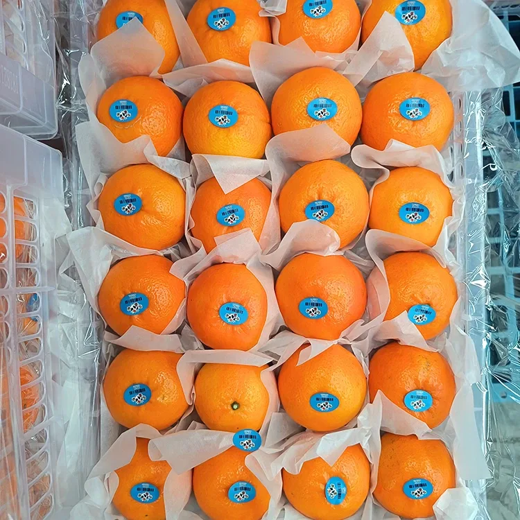 Premium Fresh Sweet Wogan මැන්ඩරින්