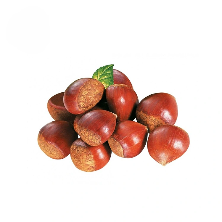 උසස් තත්ත්වයේ චෙස්නට්